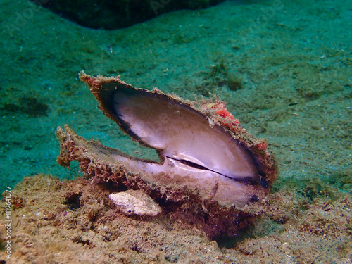 Empty sea shell on the bottom. An empty bivalve shell lies open on the sandy bottom of the sea.