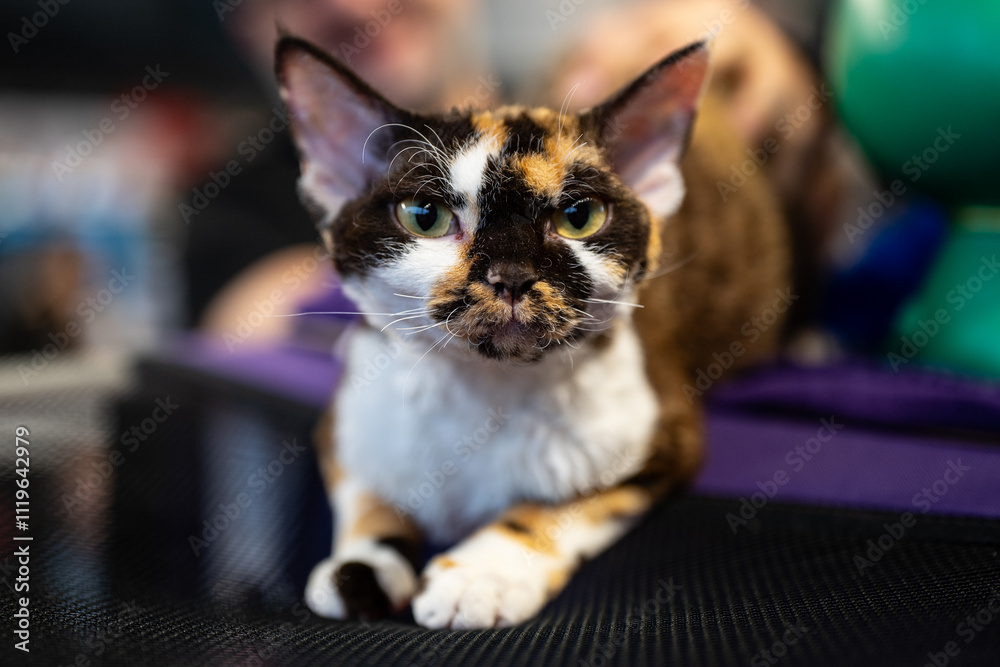 Cornish rex cat