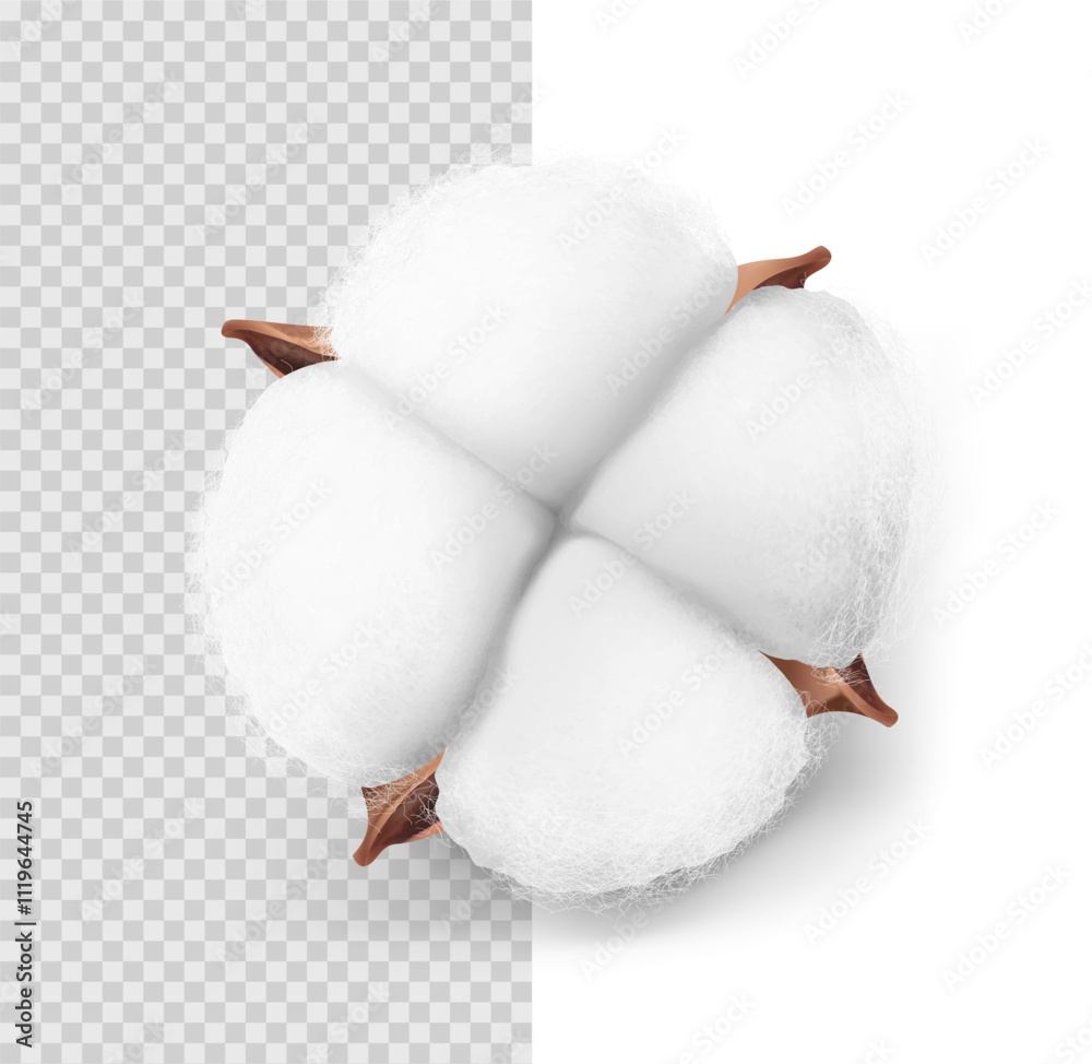 Realistic cotton boll mockup isolated on white and transparent background. Vector illustration. Ready for use in your design. EPS10.