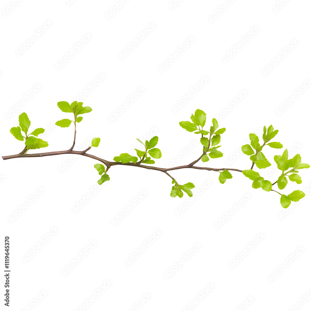 thin tree branch with fresh green leaves thin tree branch with fresh green leaves