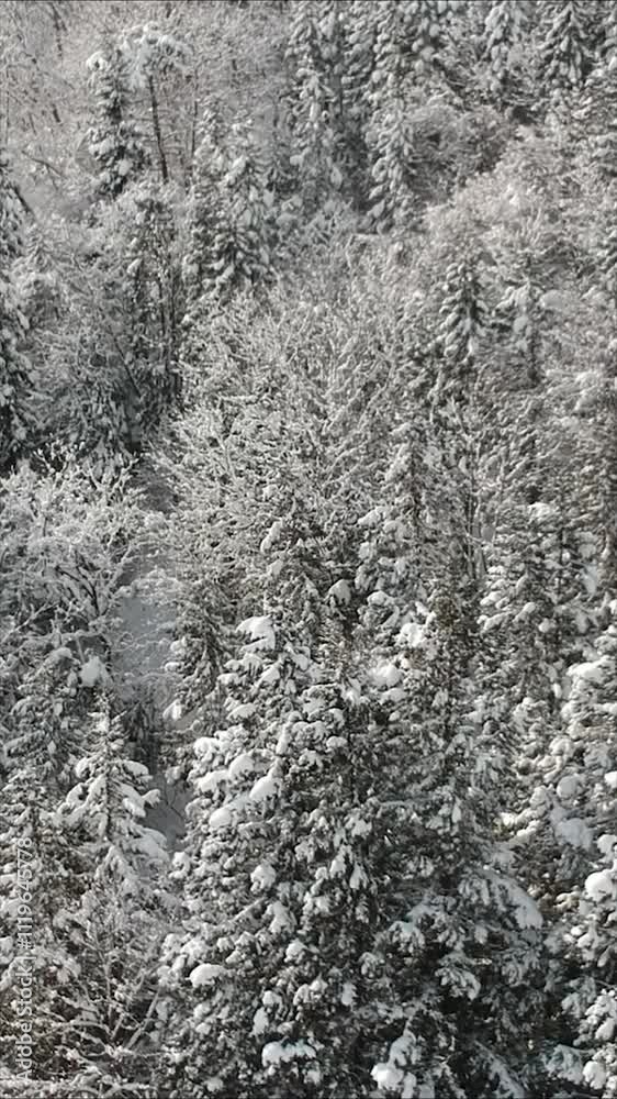 雪が降る森林 山の風景 冬 イメージ 空撮 縦向き 縦型動画 SNS サイネージ 雪が降る森林 山の風景 冬 イメージ 空撮 縦向き 縦型動画 SNS サイネージ