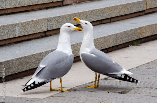 Playful Seagulls Interacting on Stone Steps