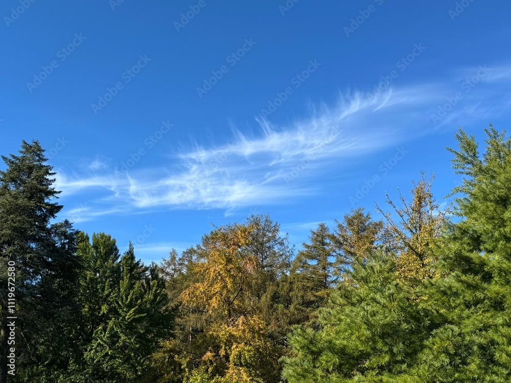 Fototapeta premium Mixed forest coniferous and deciduous trees.