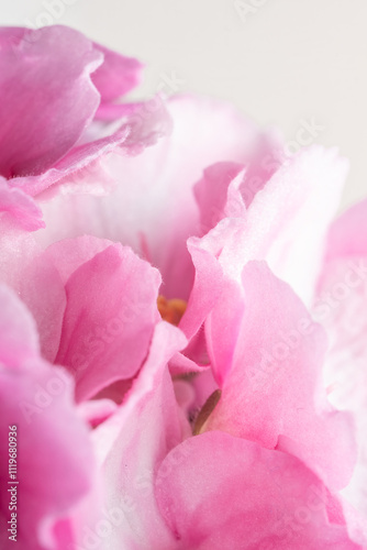 Macro view of pink white violet. Beautiful violet bloom backdrop. Flowery pattern. Pastel color floral vertical wallpaper. Abstract nature delicate flowery wallpaper