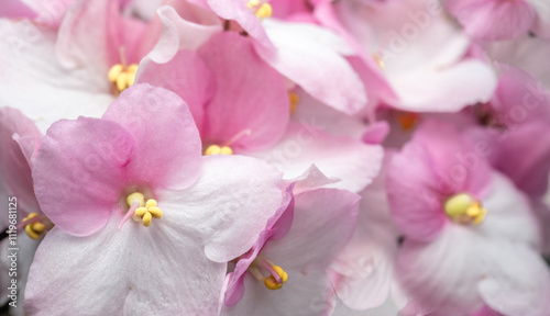 Macro view of pink violet blooming. Beautiful violet bloom backdrop. Flowery pattern. Pastel color floral wallpaper photo