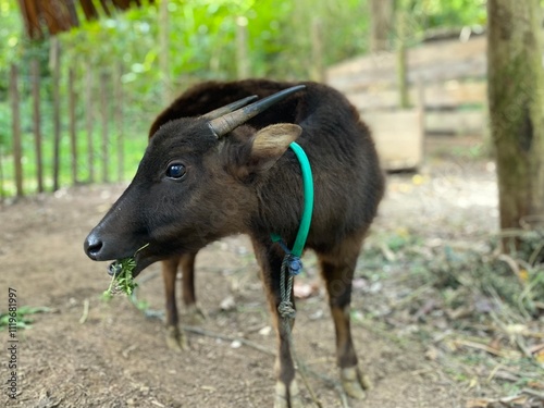 Lowland anoa (Bubalus depressicornis). Wildlife animal, endemic sulawesi indonesia. photo