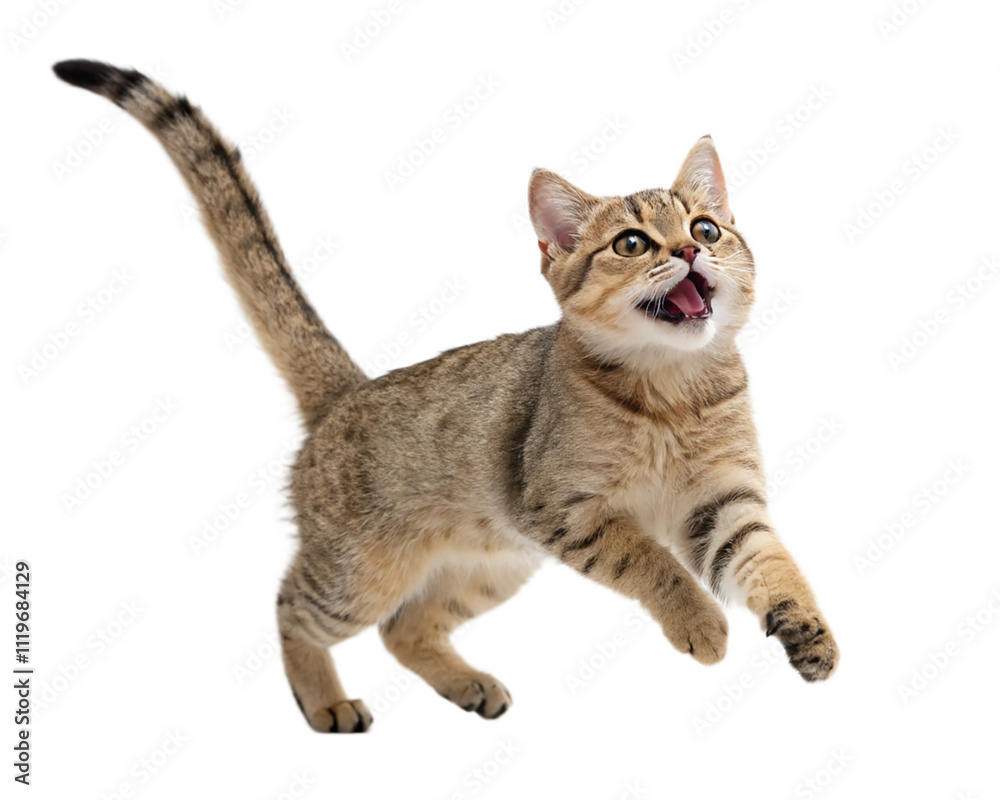 Jumping short hair cat PNG Jumping short hair cat PNG