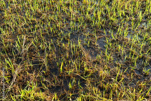 A swamp formed by flooding in a lawn photo