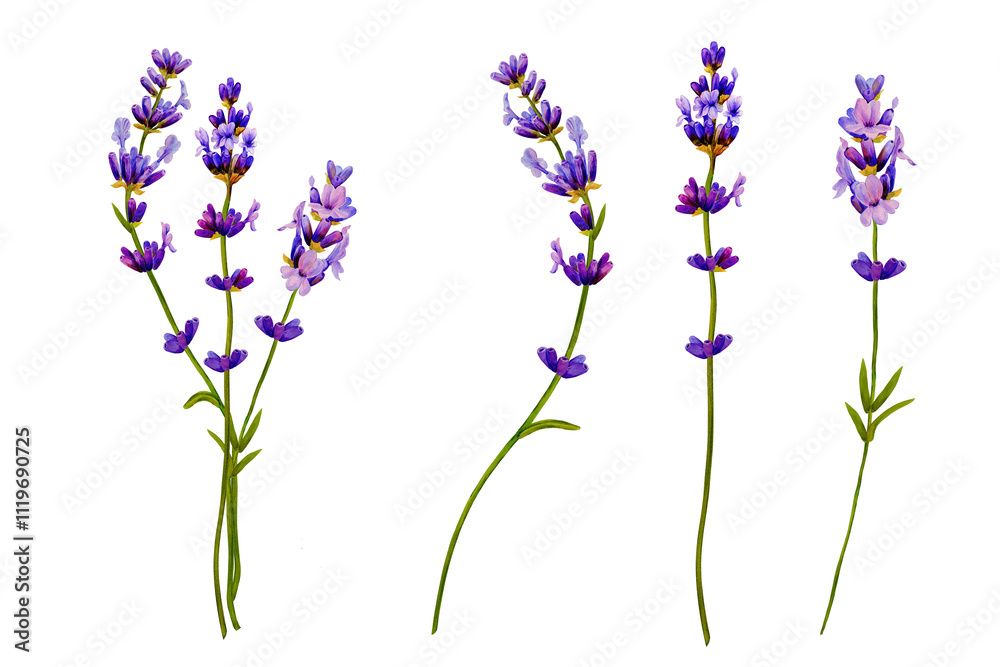 Obraz premium lavender flower, three branches blooming purple color. Hand drawn with watercolor. for aroma perfume