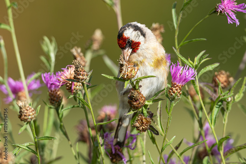 Chardonneret élégant.