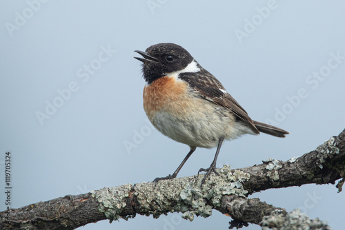 Le tarier pâtre mâle!
