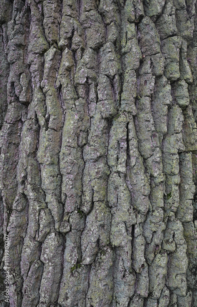 Beautiful close-up of the bark of quercus robur Beautiful close-up of the bark of quercus robur
