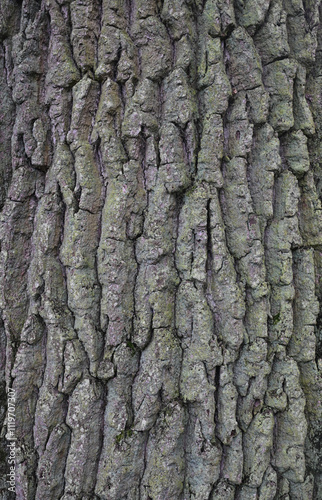Foto Beautiful close-up of the bark of quercus robur