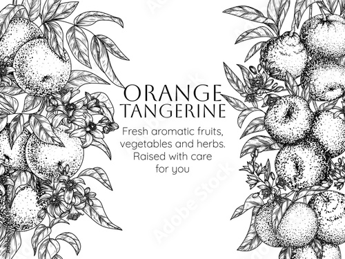 Vector frame of citrus garden with oranges and tangerines. Fruits, leaves and flowers in engraving style