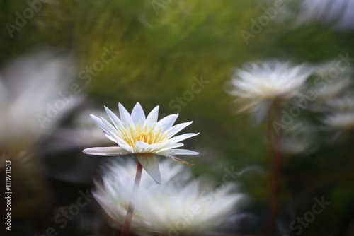 Bua Chan Burapha.
A variety of colors and types of water lilies,Excellent waterlily in the world are showing here. 
Rajamangala Tawan-ok Water lily Institute ,Bang Phra ,Chonburi,Thailand photo