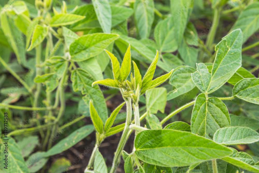 Fresh green soy plants on the field in spring. Rows of young soybean plants Fresh green soy plants on the field in spring. Rows of young soybean plants
