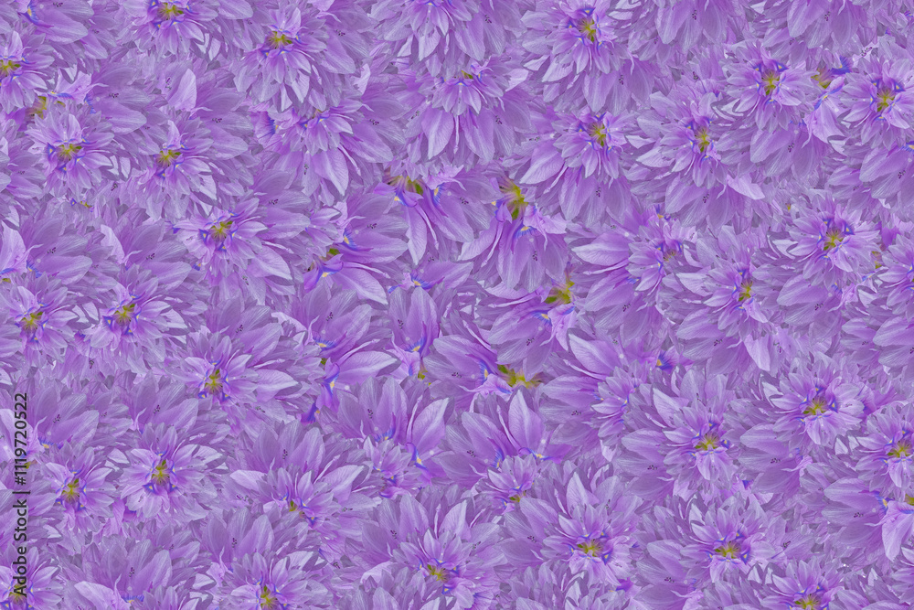 Hyacinth flower background. Hyacinth flower pattern Hyacinth flower background. Hyacinth flower pattern