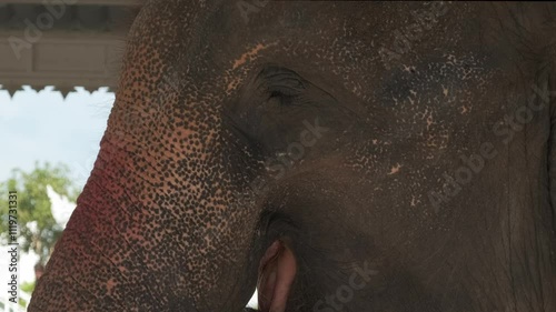 Close-up of a real Elephant in a Buddhist Temple in Thailand , 4k 