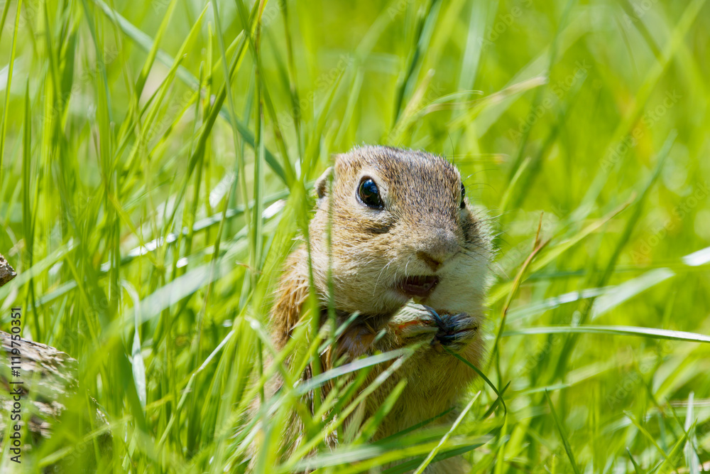 The European ground squirrel (Spermophilus Citellus) The European ground squirrel (Spermophilus Citellus)
