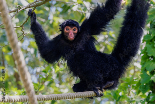 Red-faced spider monkey, Ateles paniscus hanging in some ropes