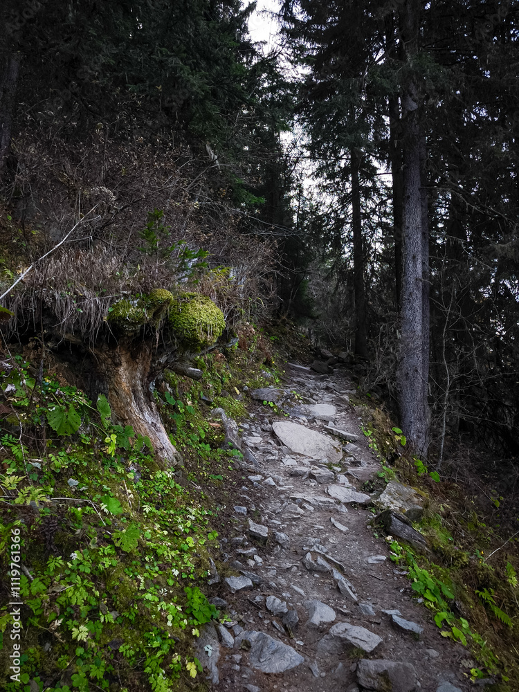 Hiking trail winding through lush forest in chamonix, france Hiking trail winding through lush forest in chamonix, france