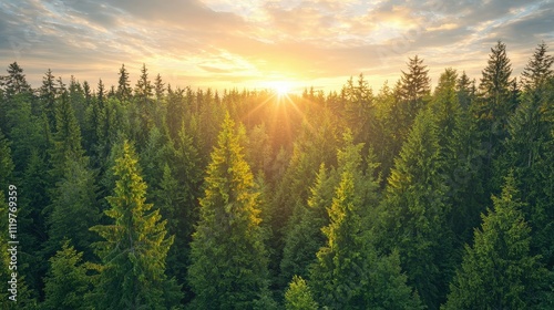 Aerial View of a Vibrant Sunset Over a Dense Pine Forest Captured by Drone Technology in Gigapixel Quality for Stunning Landscape Photography