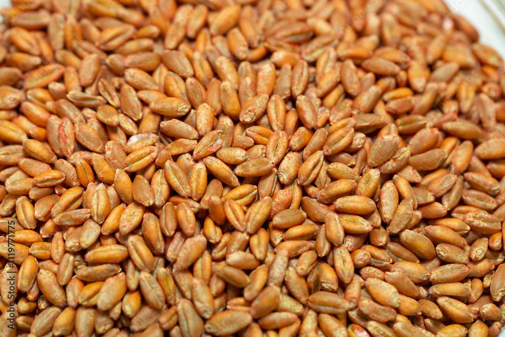Wheat seeds, cereal seeds with red seed dressing or seed treatment Wheat seeds, cereal seeds with red seed dressing or seed treatment