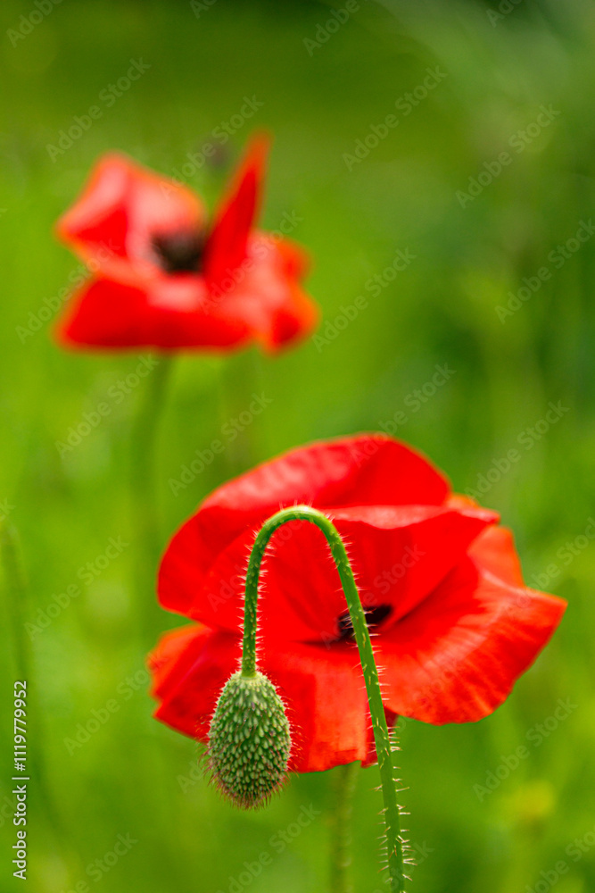 Obraz premium mohnblume