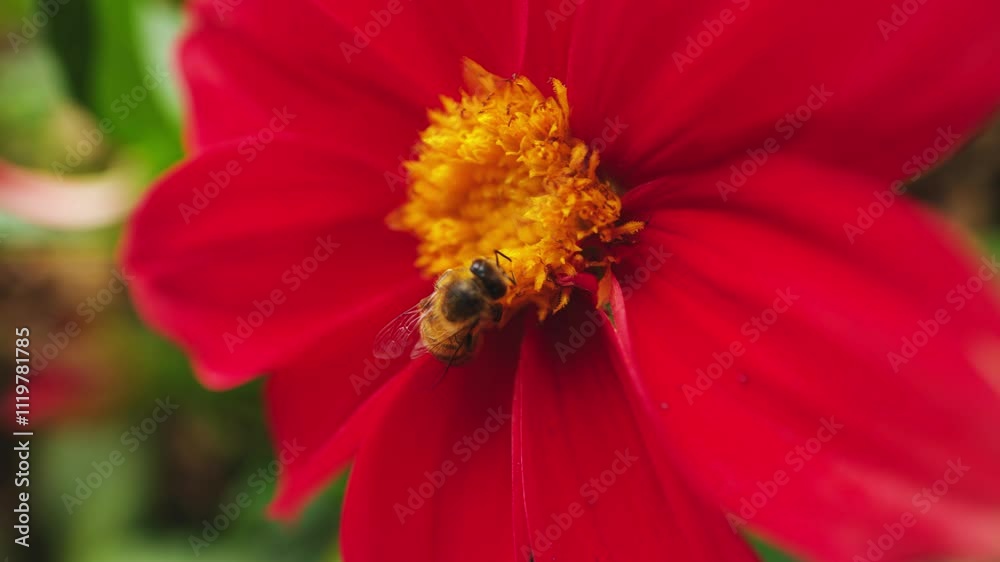 honey bee on red Dahlia. Honey bee sucking nectar from pure white blooms. Video of honey bee on Dahlia or red flower of Bell tree dahlia. Pollination. honey bee on red Dahlia. Honey bee sucking nectar from pure white blooms. Video of honey bee on Dahlia or red flower of Bell tree dahlia. Pollination.