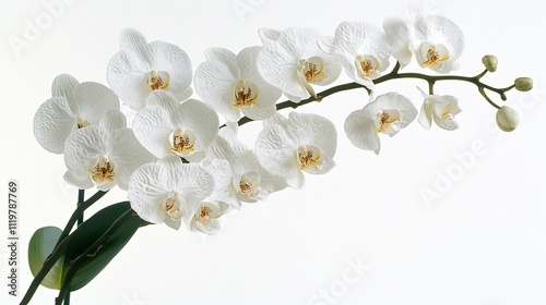 A branch of white orchids with delicate petals against a white background.