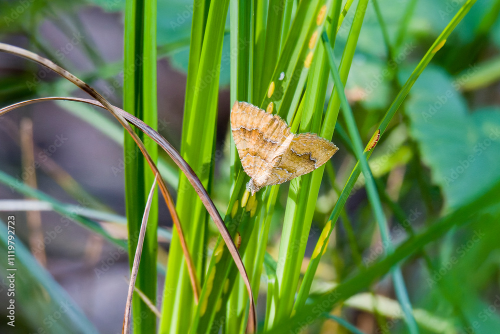 Ockergelber Blattspanner auf einer Wiese Ockergelber Blattspanner auf einer Wiese