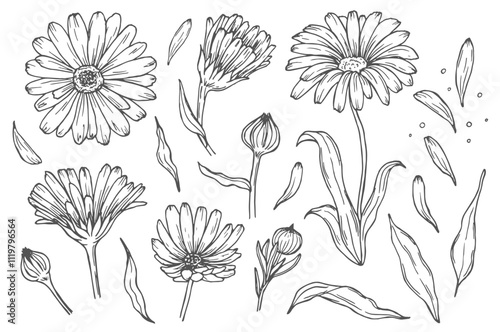 Drawing of line calendula flower. Contour elements isolated on a white background. Vector set. An ingredient for herbal tea, medicinal and cosmetic preparations.