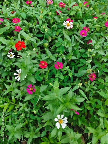 colorful expanse of zinnia flowers