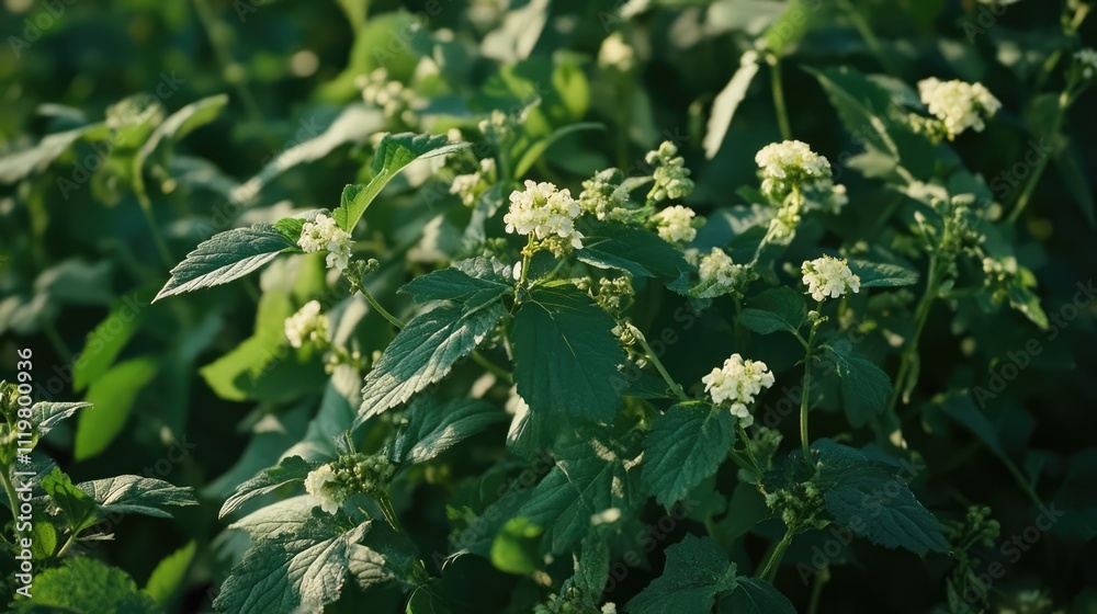 Closeup of Great Honey flower foliage with delicate white blooms in a lush green setting in Northamptonshire England. Closeup of Great Honey flower foliage with delicate white blooms in a lush green setting in Northamptonshire England.