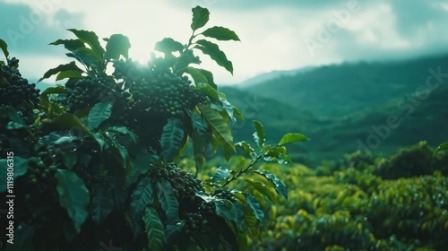 Coffee tree laden with unripe beans in lush plantation landscape under soft sunlight showcasing agricultural beauty and potential harvest.