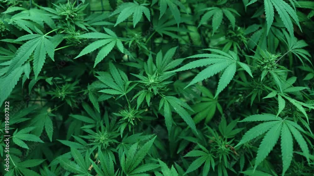 Background from marijuana plants. Hemp leaves and seeds. Legalization of marijuana, Drug factory, Industrial cultivation of cannabis. Background from marijuana plants. Hemp leaves and seeds. Legalization of marijuana, Drug factory, Industrial cultivation of cannabis.