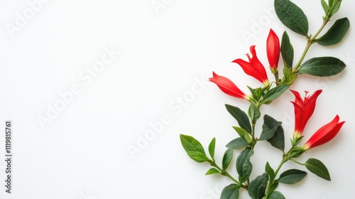 Aeschynanthus flower arrangement with green leaves on a clean white background for floral and botanical design concepts photo