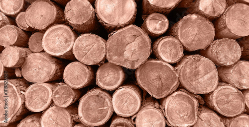 Pile of log trunks, logging timber wood industry. Firewood. Lumber wood. Wood texture. Trunk with cracks and sawed annual rings cut of surface of wooden stump. Mocha Mousse, Color of the Year 2025.