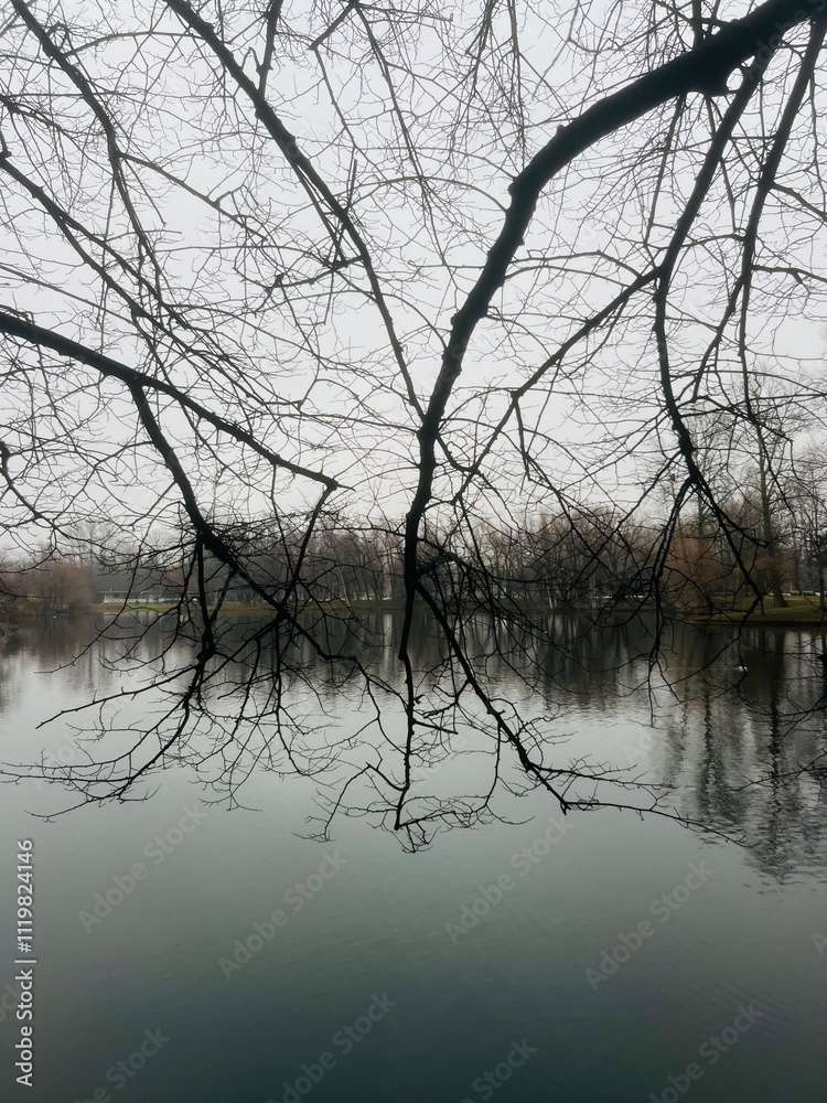 Leafless tree branches at the lake, gray lakeside Leafless tree branches at the lake, gray lakeside
