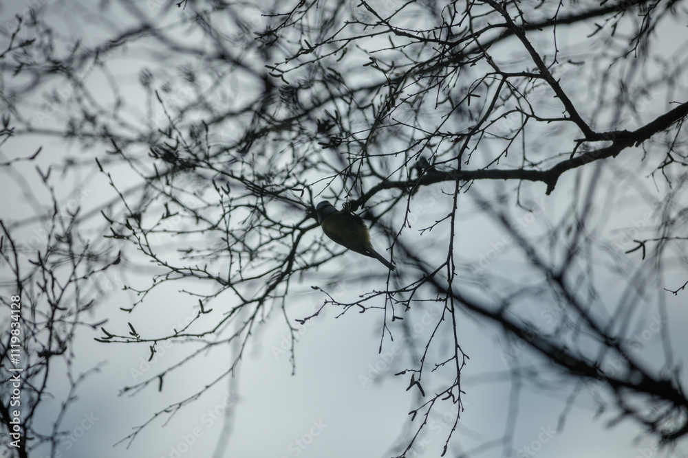 Fototapeta premium A small bird, likely a blue tit, perched amidst bare tree branches against a muted gray sky. Winter scene.