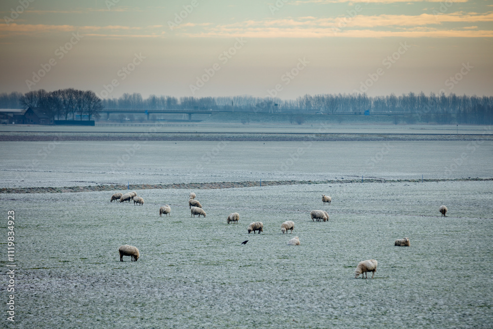 Frosted field with sheep grazing. Highway in the background. Calm winter scene. Frosted field with sheep grazing. Highway in the background. Calm winter scene.