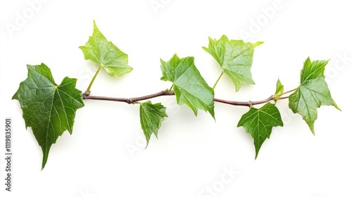 Green vine branch with fresh leaves on a white background showcasing natural beauty and botanical elements for design and decor.