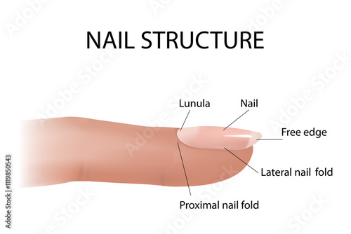 Structure and diagram of the nail. Cross-section and anatomy of nails