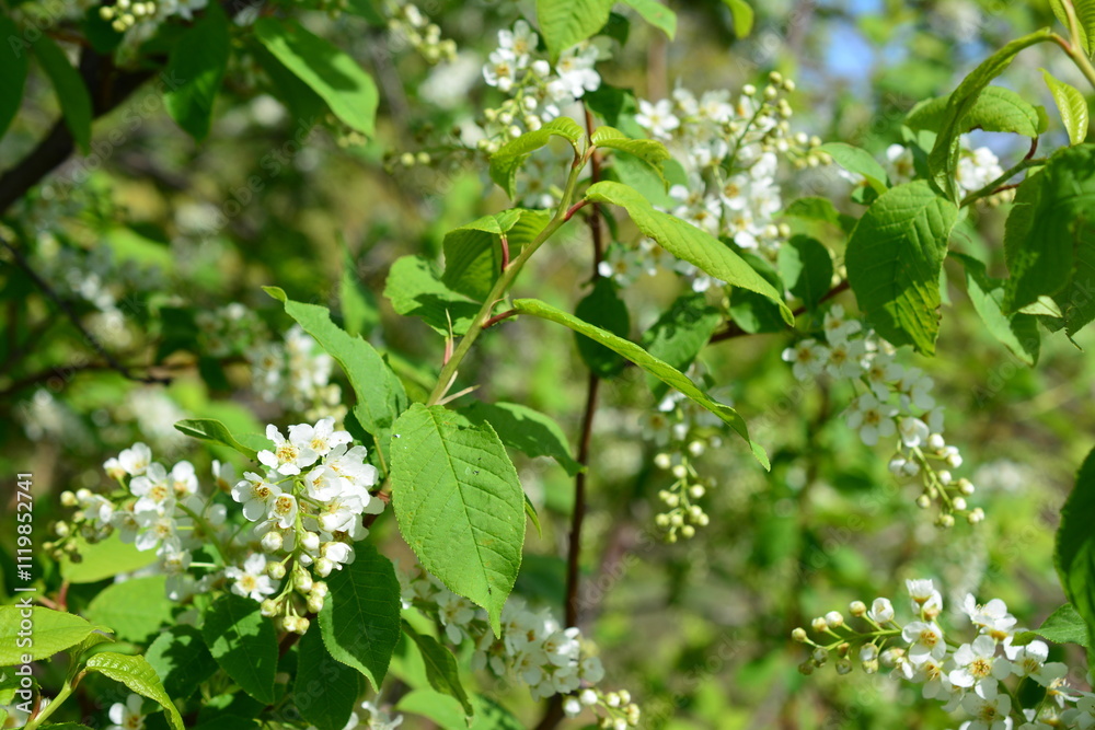 a background with birdcherry tree with white flowers and green leaves a background with birdcherry tree with white flowers and green leaves