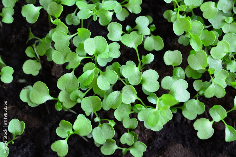 a few arugula seedlings that are growing in a pot a few arugula seedlings that are growing in a pot
