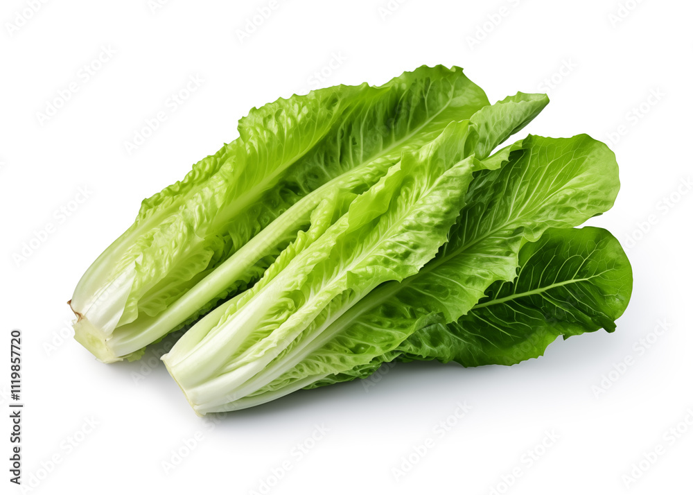 Lettuce leaves. Fresh romaine lettuce on a white background. Lettuce leaves. Fresh romaine lettuce on a white background.