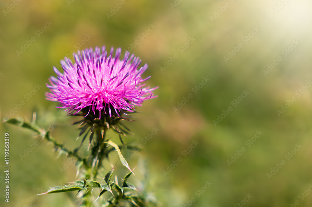 Burdock flower on a sunny day. Natural wallpaper. Close-up. Selective focus. Burdock flower on a sunny day. Natural wallpaper. Close-up. Selective focus.