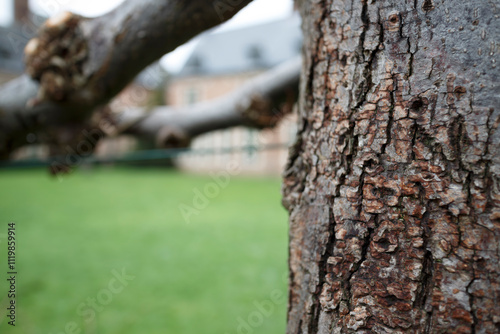 Close-up of textured tree bark, with a blurred background of green grass and a building. Natural detail and weathered wood.