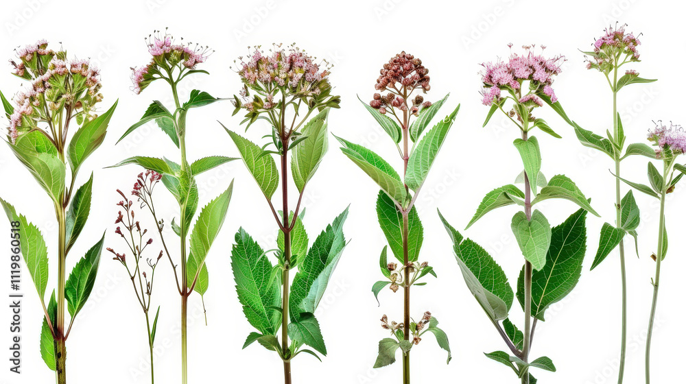 Fototapeta premium pink flowers on white background