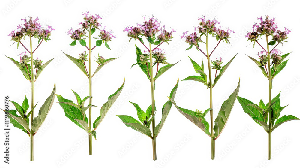 pink flowers on white background pink flowers on white background